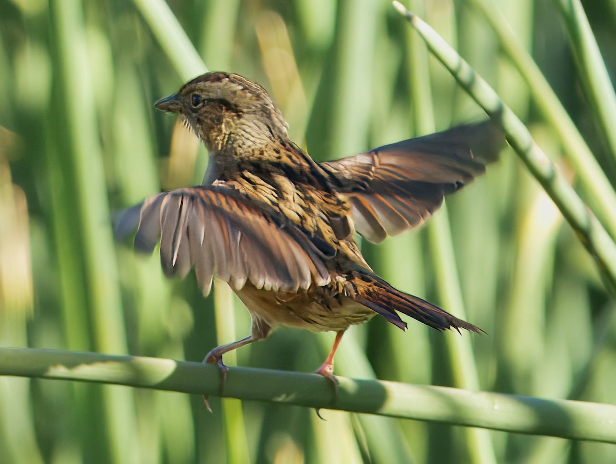 Swamp Sparrow - ML643600692