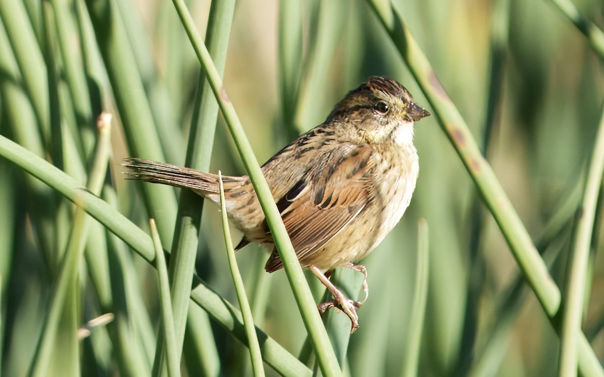 Swamp Sparrow - ML643600698