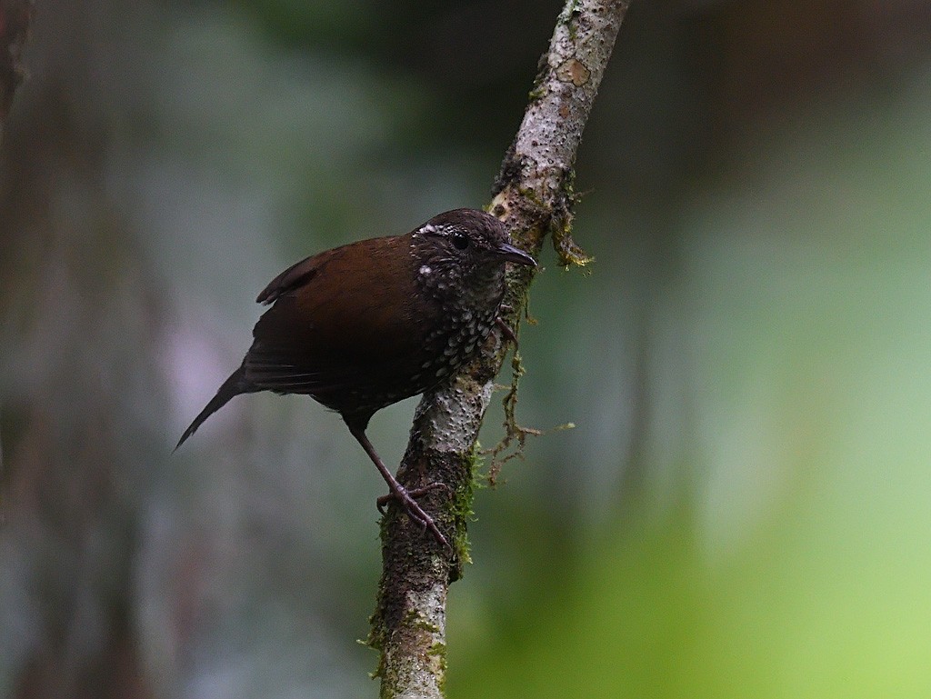 Sharp-tailed Streamcreeper - ML643600705