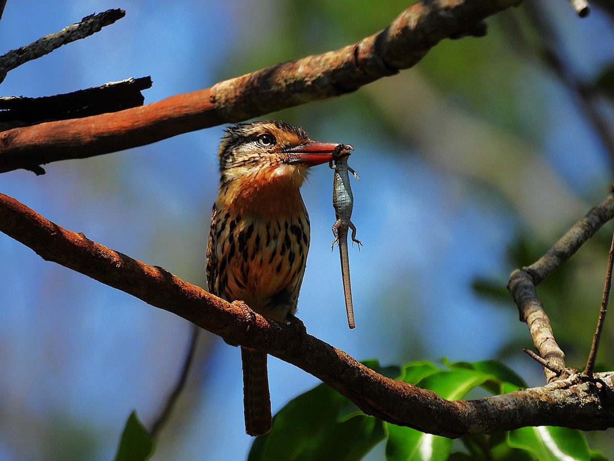 Tamatia tamajac (striatipectus) - ML643600738