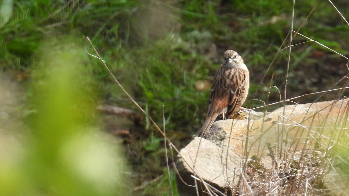 Rock Bunting - ML643600739