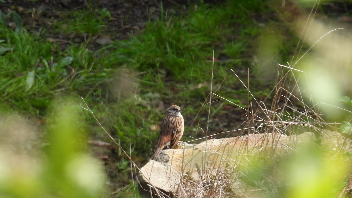 Rock Bunting - ML643600740