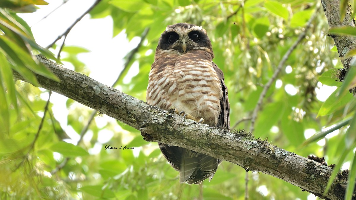 rustkinnugle - ML643600770