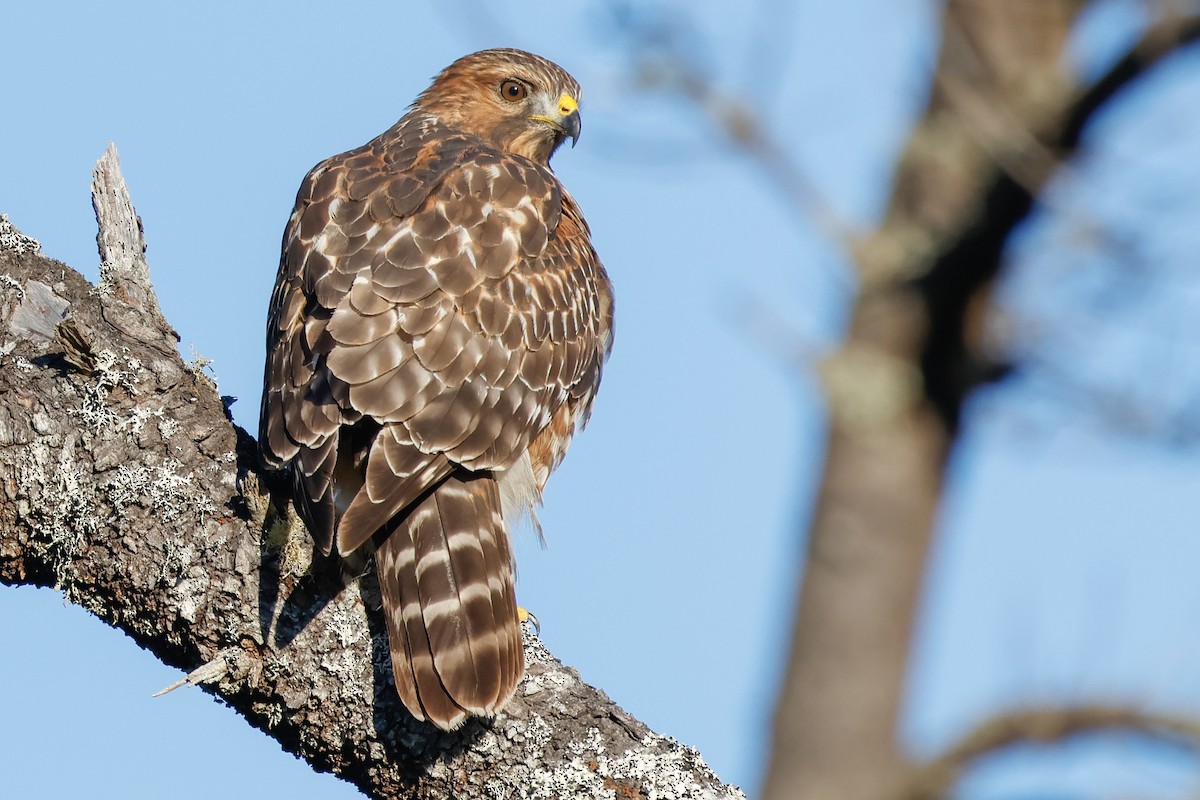 Red-shouldered Hawk - ML643600797