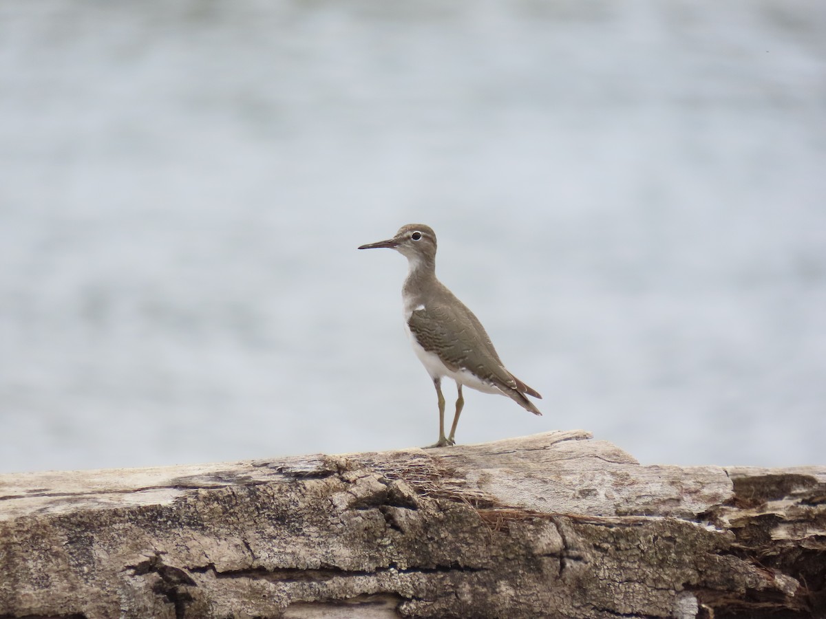 flekksnipe - ML643600839