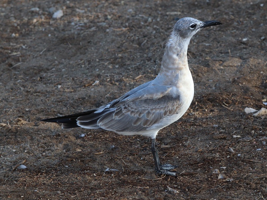 Laughing Gull - ML643600842