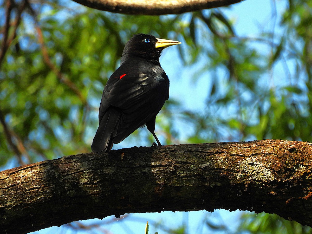 Red-rumped Cacique - ML643600871