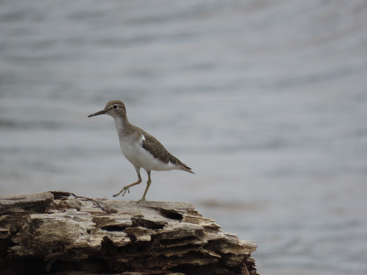 flekksnipe - ML643600872