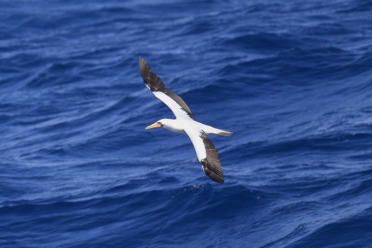 Nazca Booby - ML643600877