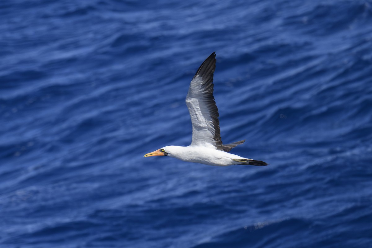 Nazca Booby - ML643600878