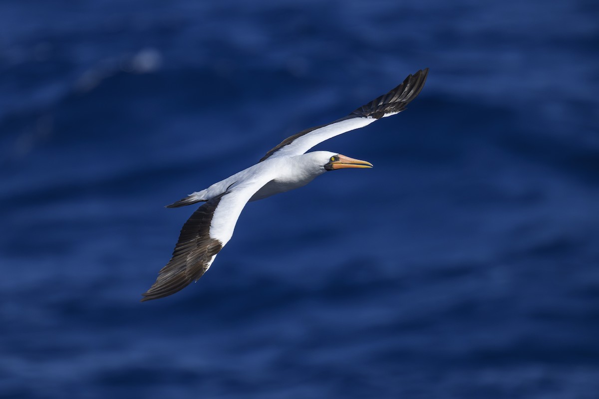 Nazca Booby - ML643600880