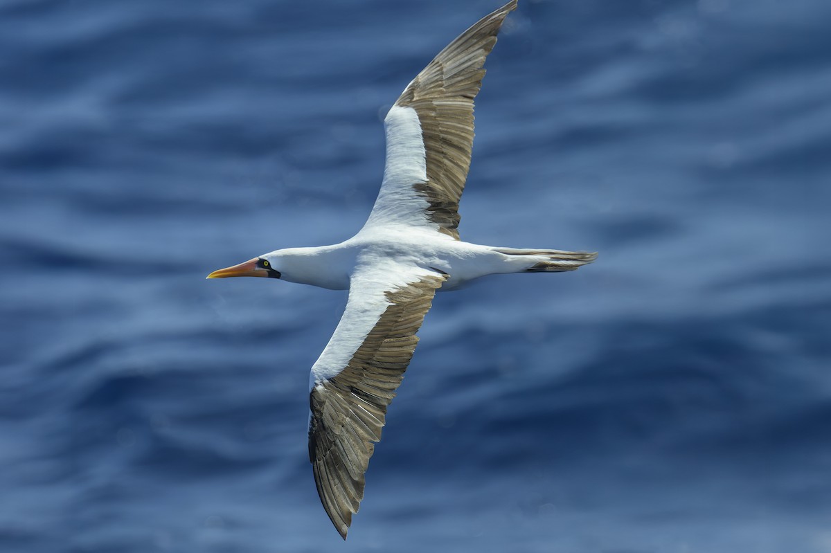 Nazca Booby - ML643600903