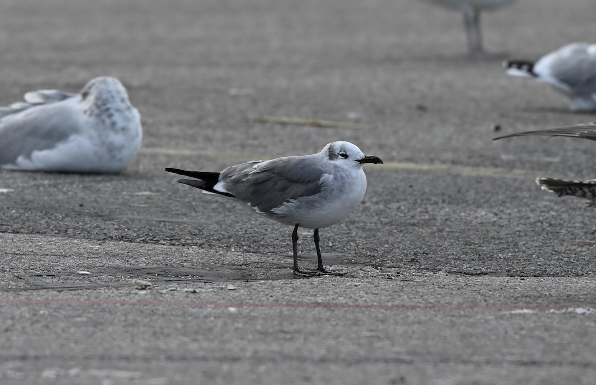Laughing Gull - ML643600911