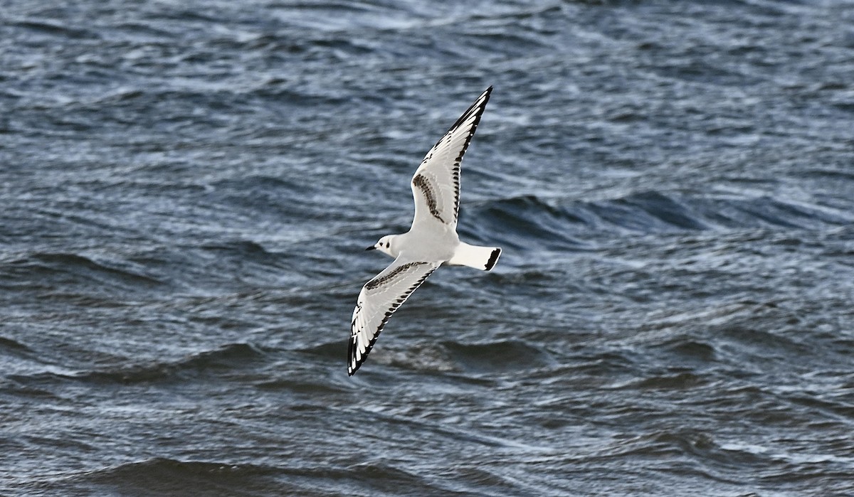 Bonaparte's Gull - ML643600912