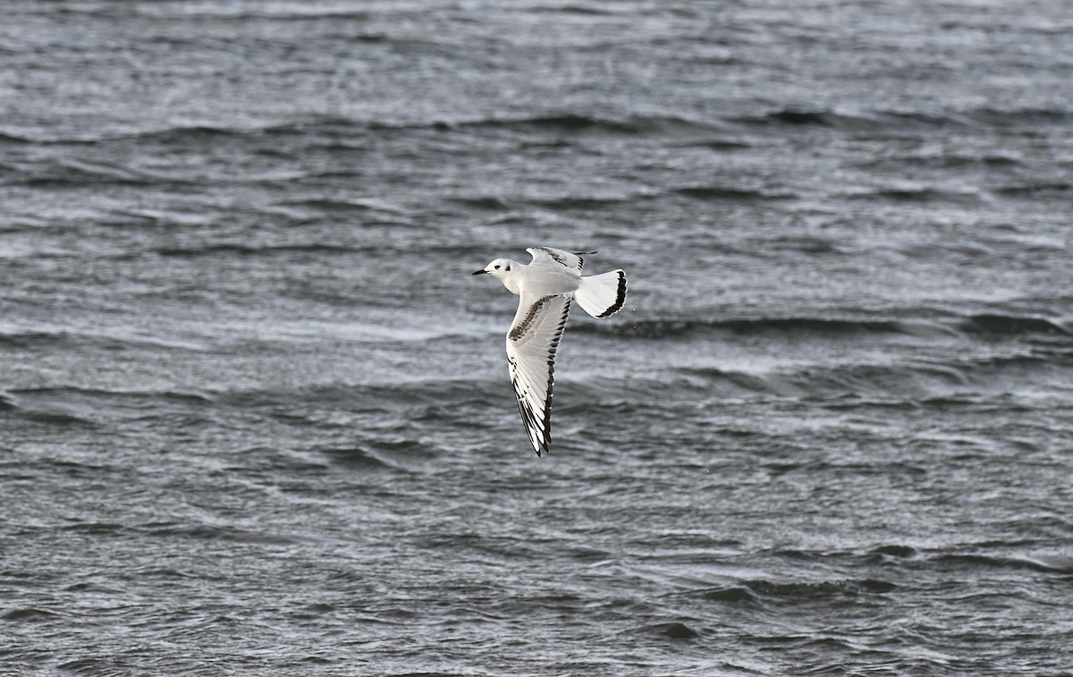 Bonaparte's Gull - ML643600914