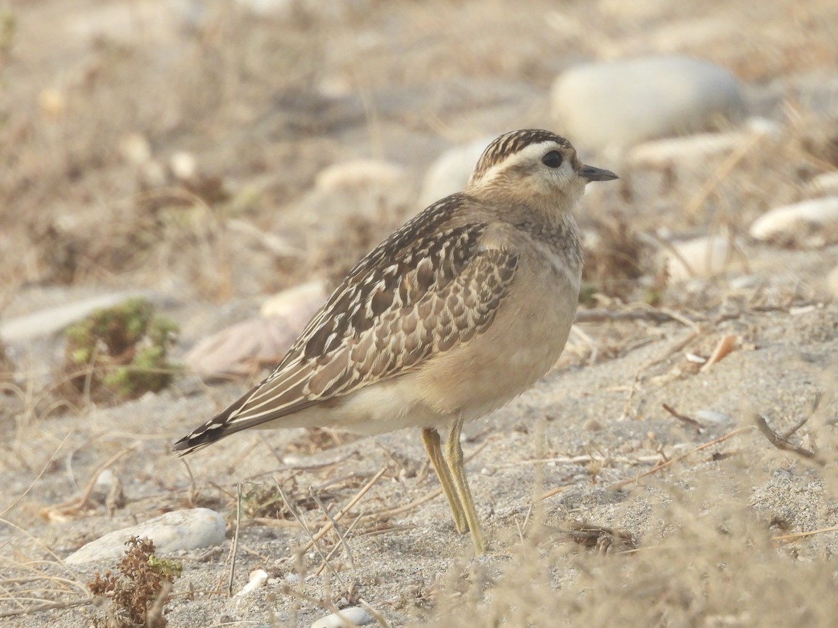 Eurasian Dotterel - ML643600916
