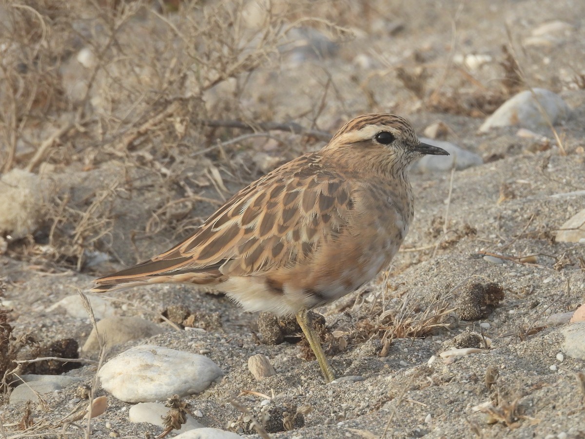 Eurasian Dotterel - ML643600917