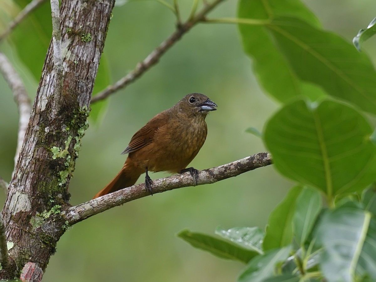 Ruby-crowned Tanager - ML643600918