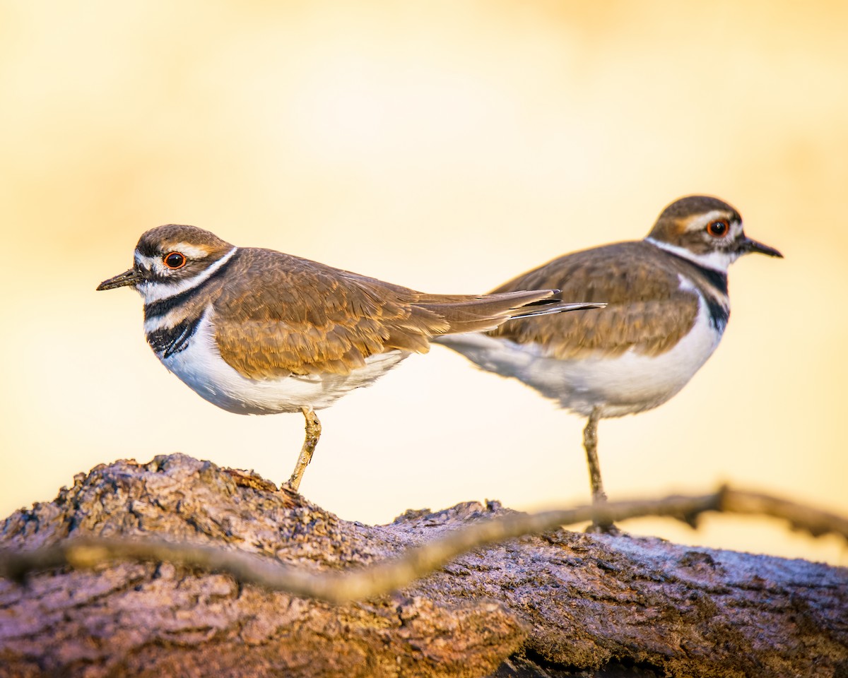 Killdeer - ML643600935