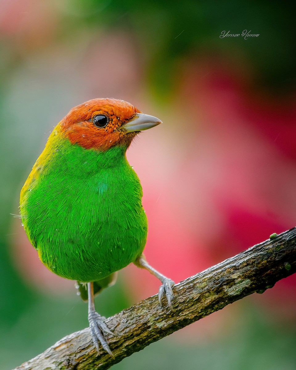 Bay-headed Tanager - ML643600938