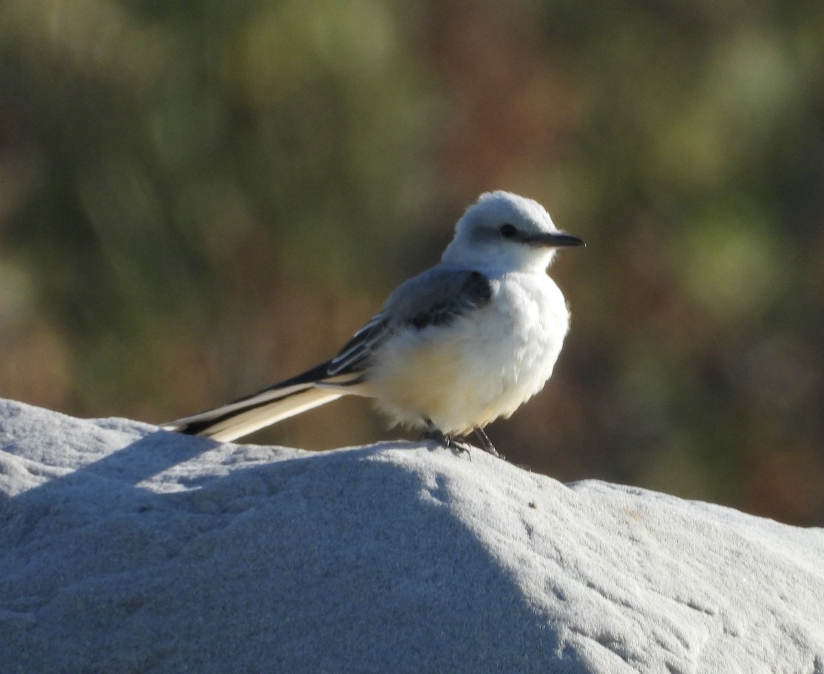 Scissor-tailed Flycatcher - ML643600949