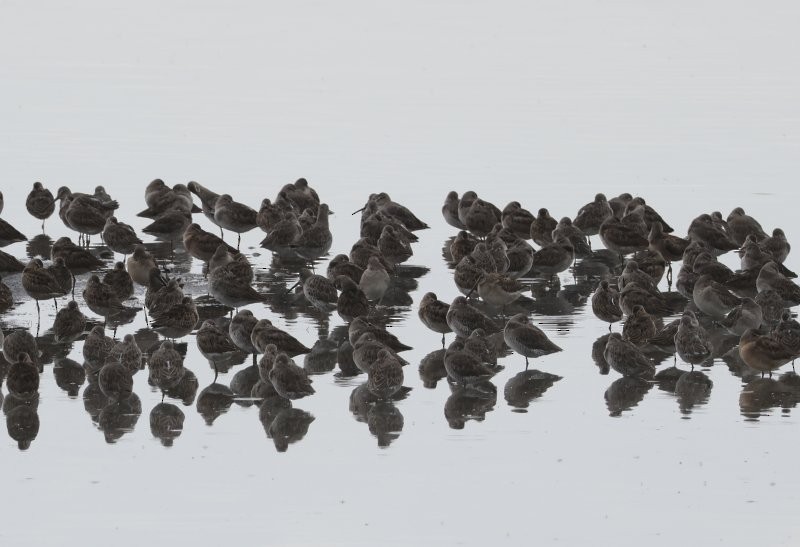 オオハシシギ - ML643600953