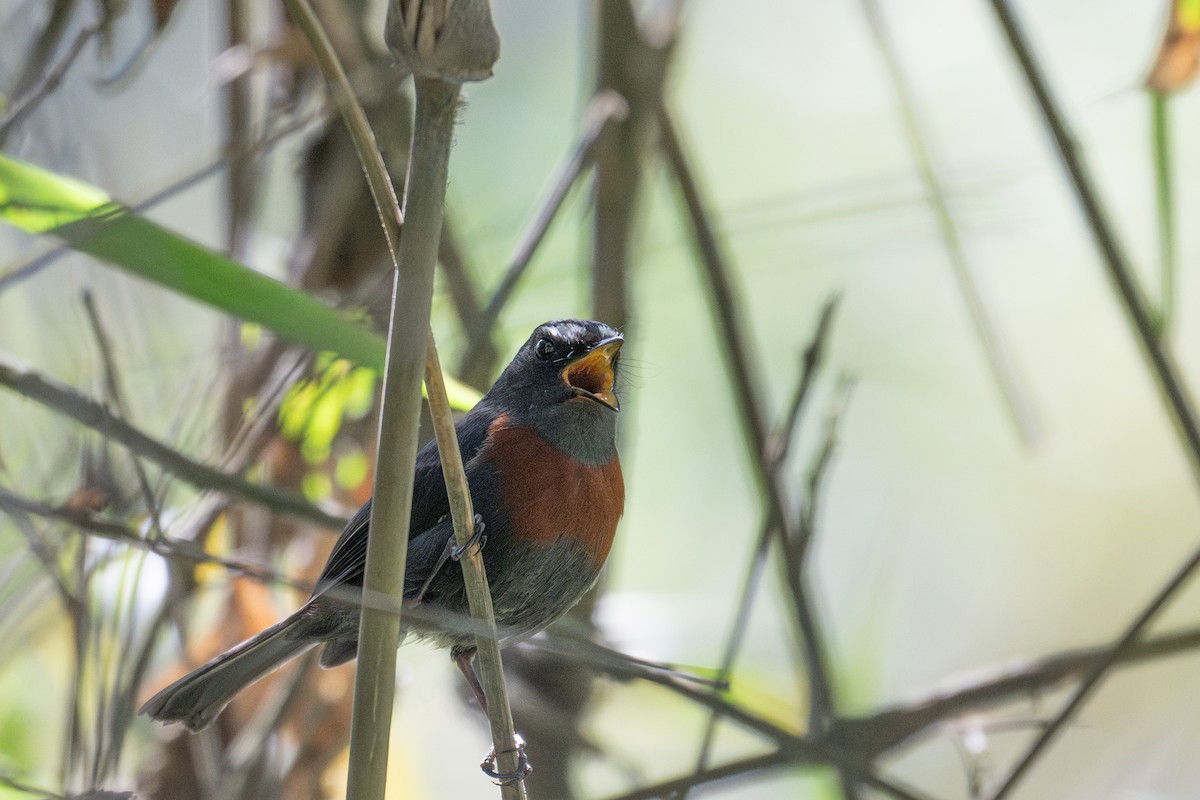 Maroon-belted Chat-Tyrant - ML643600963