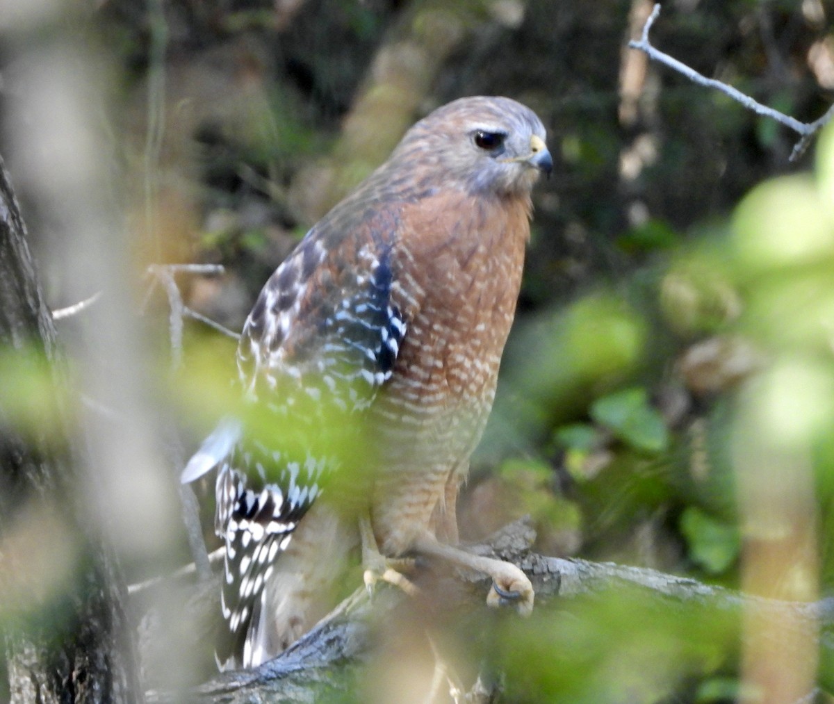 Red-shouldered Hawk - ML643600966