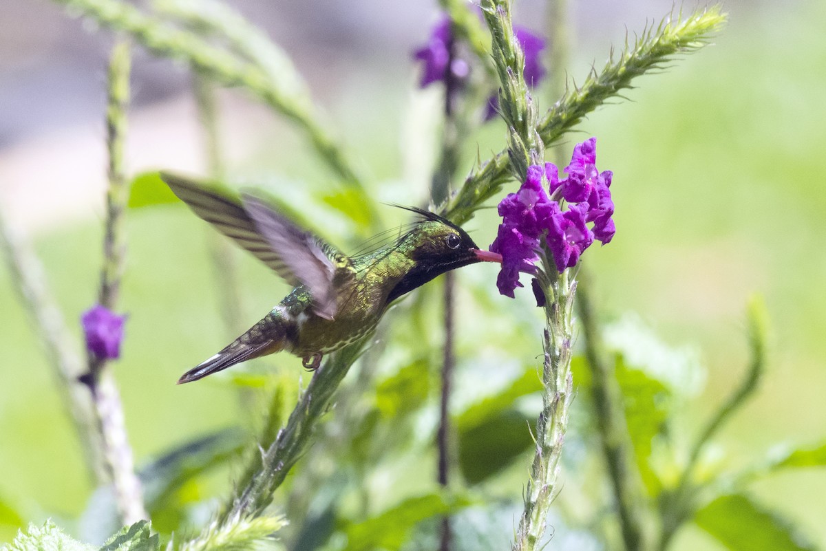 Black-crested Coquette - ML643600967