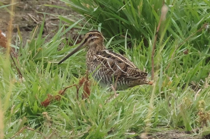 アメリカタシギ - ML643600968