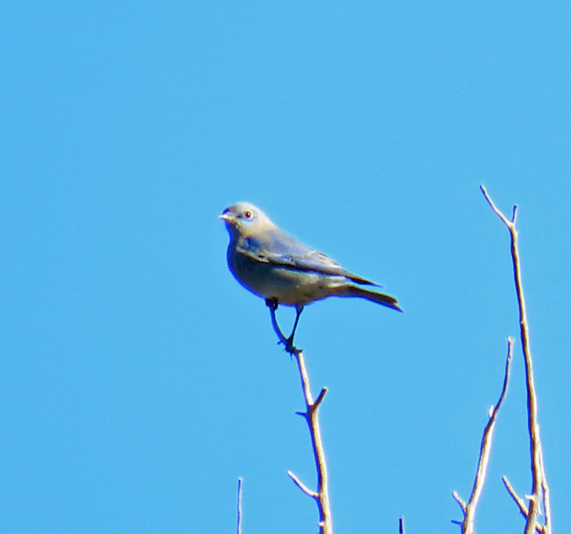 Mountain Bluebird - ML643600975