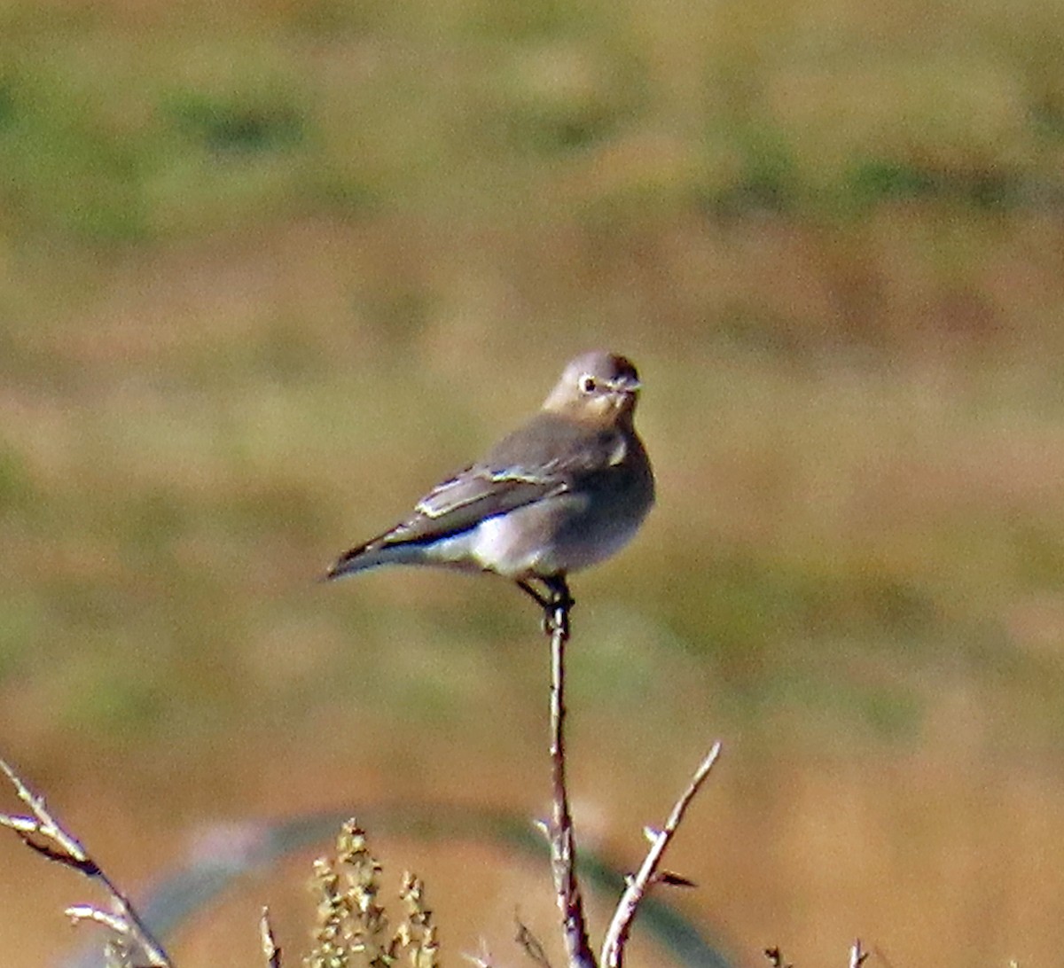 Mountain Bluebird - ML643600976