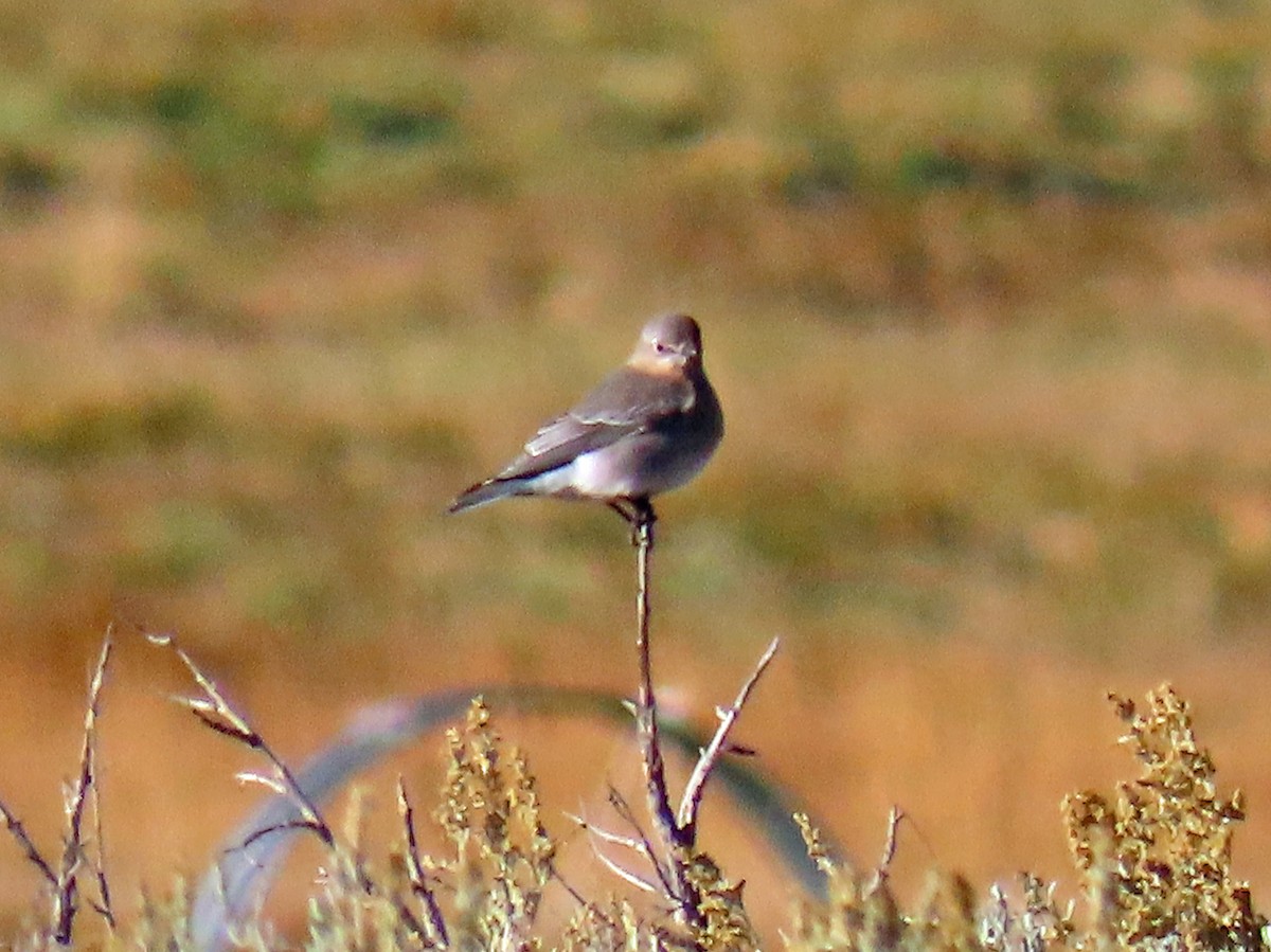 Mountain Bluebird - ML643600977