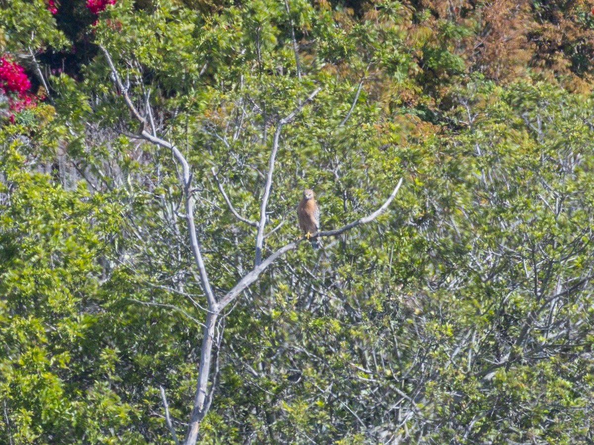 Red-shouldered Hawk - ML643600979