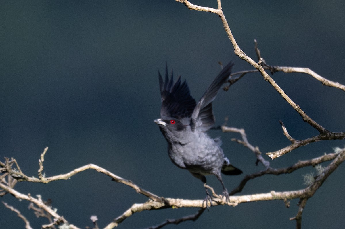 Red-crested Cotinga - ML643601002