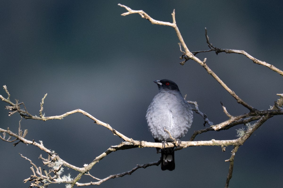 Red-crested Cotinga - ML643601003
