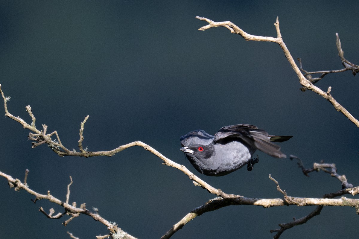 Red-crested Cotinga - ML643601004