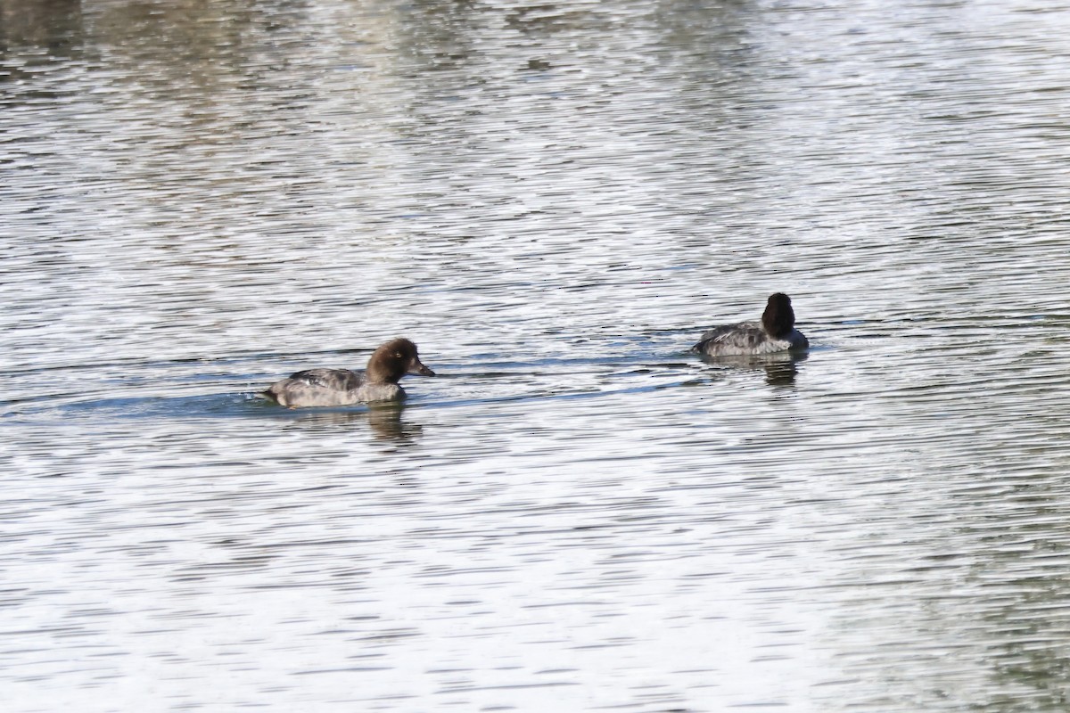 Barrow's Goldeneye - ML643601013