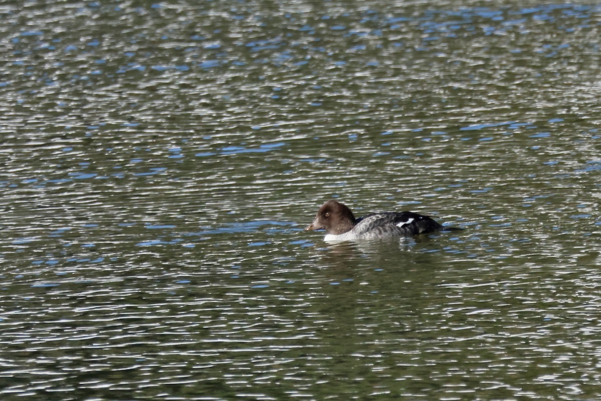 Barrow's Goldeneye - ML643601014