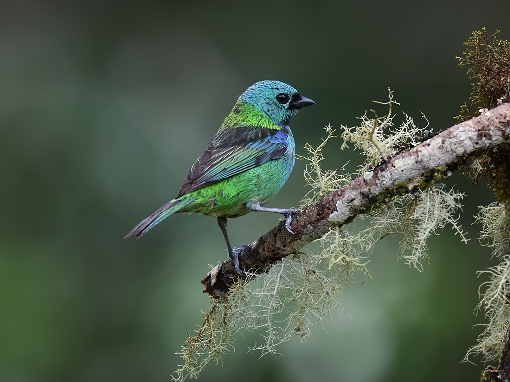 Green-headed Tanager - ML643601017