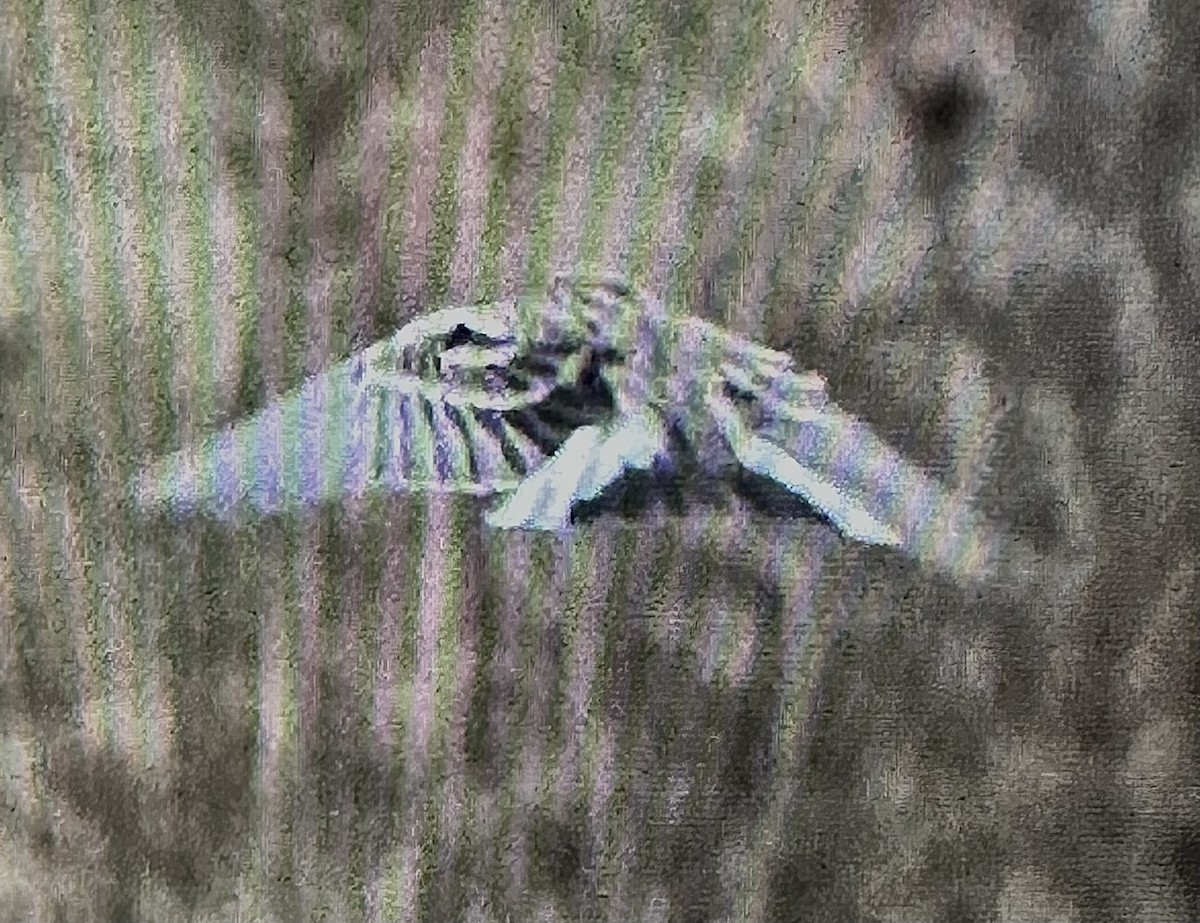Chestnut-collared Longspur - ML643601021