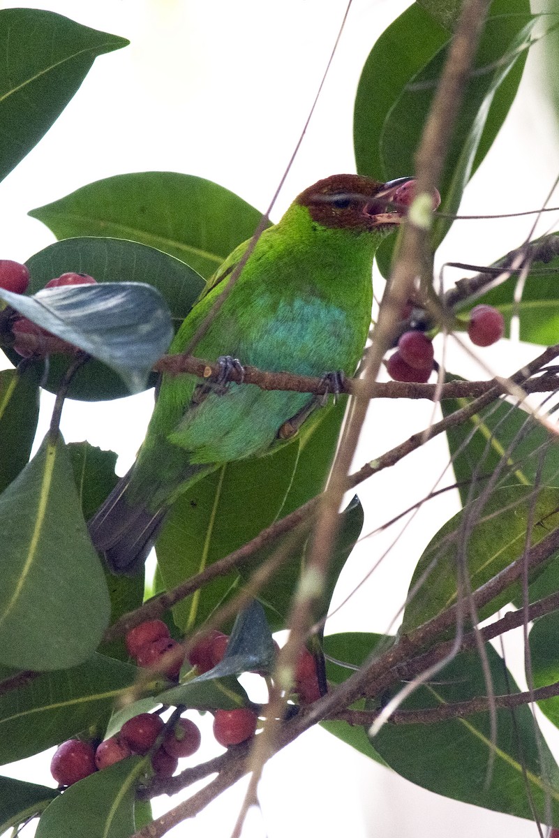 Rufous-winged Tanager - ML643601026