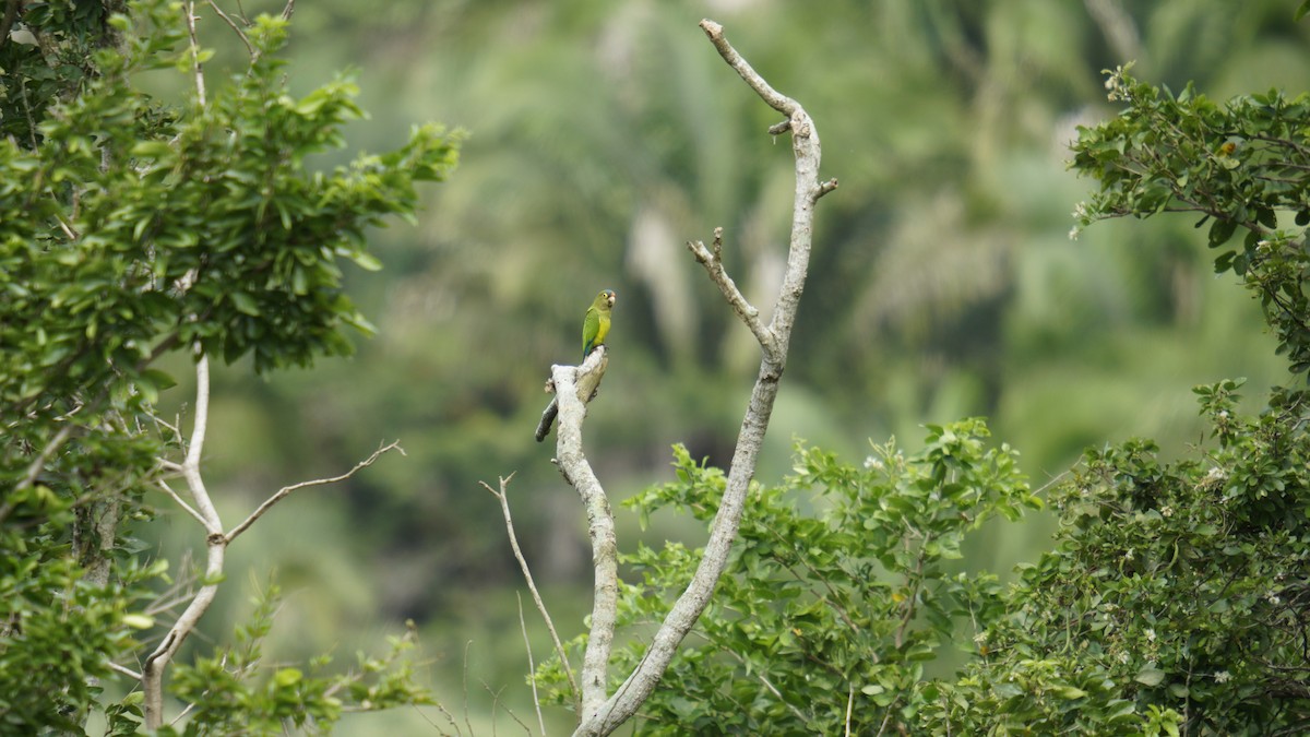 Aratinga Frentinaranja - ML643601034