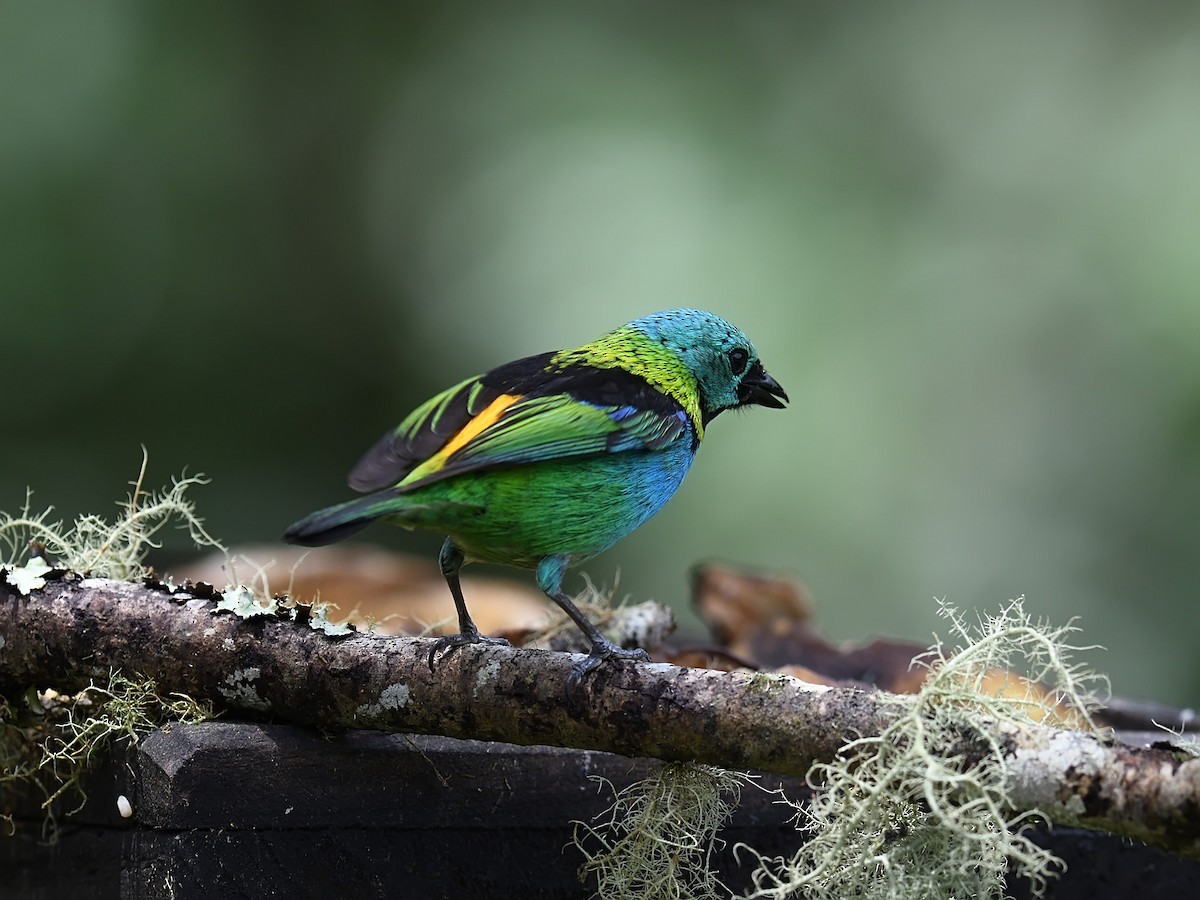 Green-headed Tanager - ML643601044