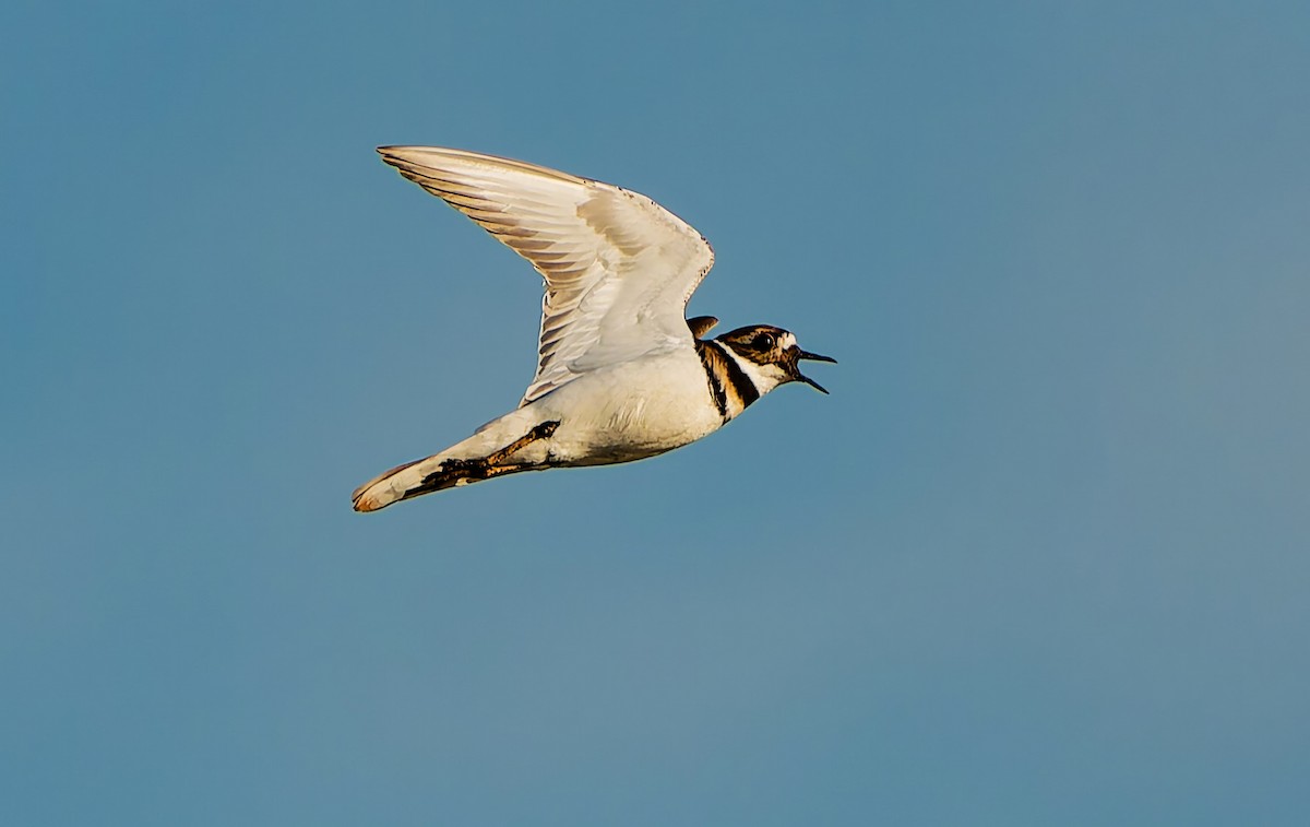 Killdeer - ML643601050
