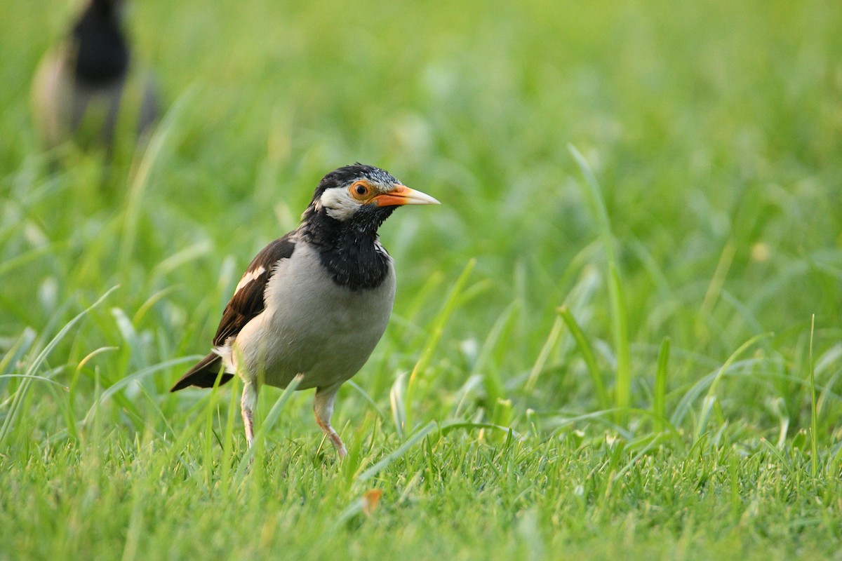 Indian Pied Starling - ML643601056