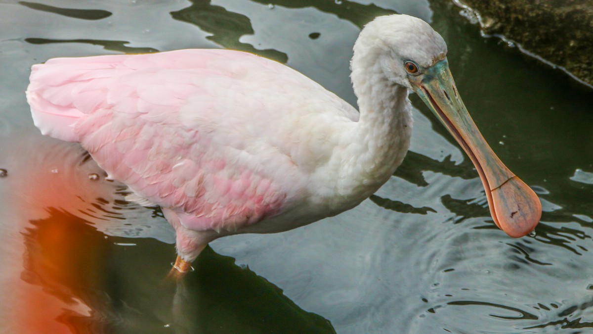 Roseate Spoonbill - ML643601059