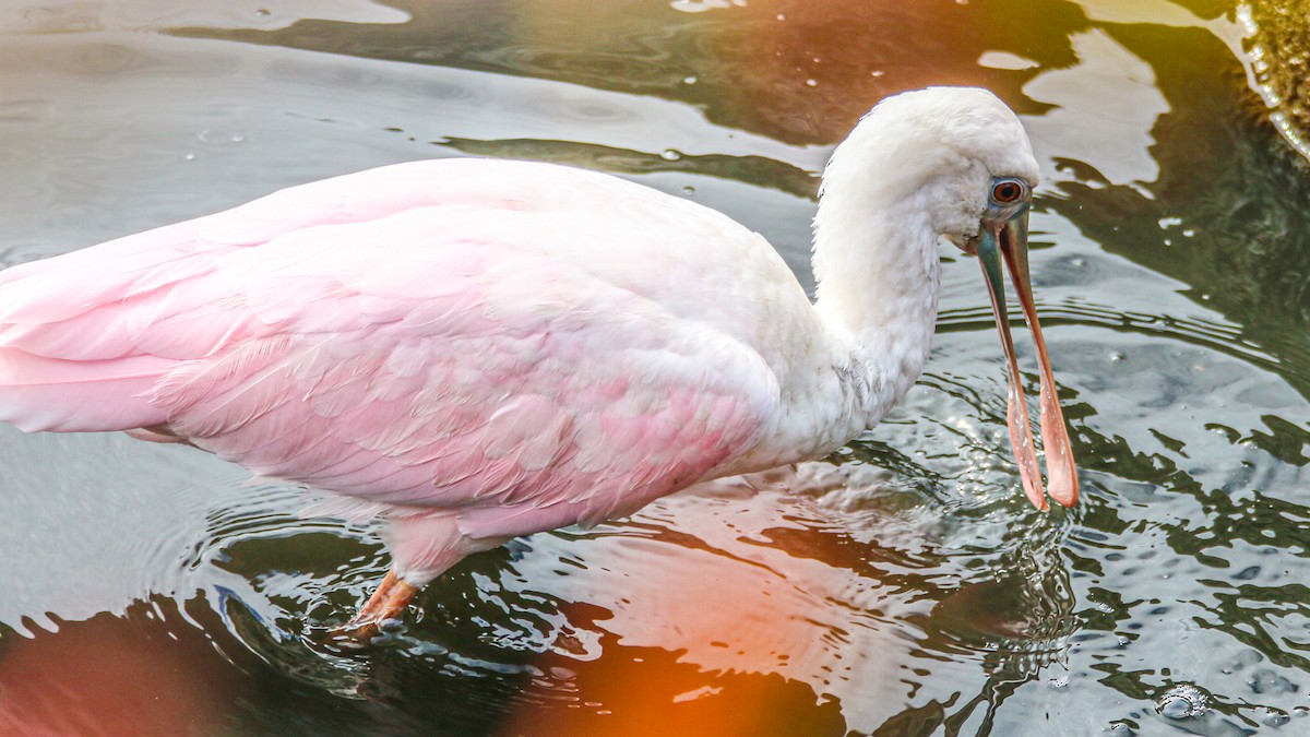 Roseate Spoonbill - ML643601060