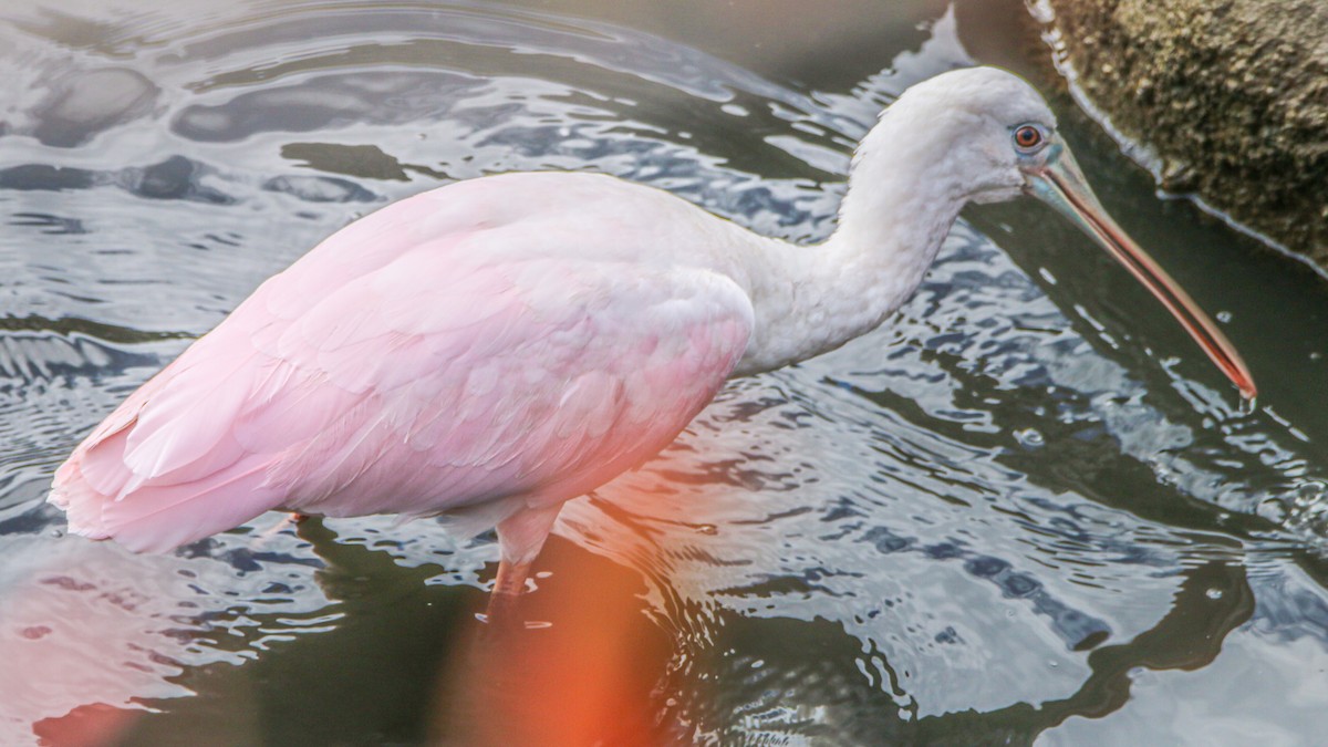 Roseate Spoonbill - ML643601061