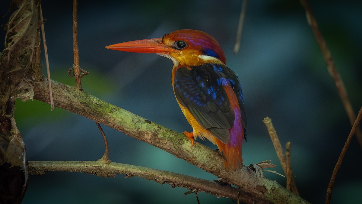 Black-backed Dwarf-Kingfisher - ML643601070